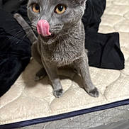 Freya joined the competition — help win amazing prizes! cat, gray_cat, tongue_out, mattress, indoor, pet, feline, whiskers, ears, fur, clothing, black_clothing, playful, licking, animal, cute, sitting, close_up, home, domestic