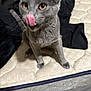 cat, gray_cat, tongue_out, mattress, indoor, pet, feline, whiskers, ears, fur, clothing, black_clothing, playful, licking, animal, cute, sitting, close_up, home, domestic