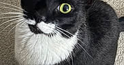 Woody is registered to the contest to win money with this photo: cat, tuxedo_cat, black_and_white, pet, feline, green_eyes, whiskers, fur, animal, indoor, carpet, portrait, close_up, sitting, curled_up, white_chest, black_fur, curious, camera_gaze, shoe