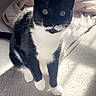 cat, tuxedo_cat, black_and_white, pet, animal, sitting, indoors, sunlight, sunbeam, carpet, blanket, playhouse, living_room, whiskers, green_eyes, ears, paws, portrait, cozy, cord