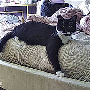 Woody joined the competition — help win amazing prizes! cat, tuxedo_cat, black_and_white, pet, animal, bed, bedroom, blanket, quilt, pillow, furniture, indoor, home, lounging, lying_down, staring, green_eyes, whiskers, cozy, security_camera
