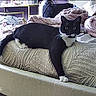 cat, tuxedo_cat, black_and_white, pet, animal, bed, bedroom, blanket, quilt, pillow, furniture, indoor, home, lounging, lying_down, staring, green_eyes, whiskers, cozy, security_camera