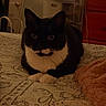 Woody joined the competition — help win amazing prizes! cat, tuxedo_cat, black_and_white, pet, animal, feline, sitting, crossed_paws, white_chest, whiskers, pointed_ears, bright_eyes, indoors, bedroom, bed, bedspread, blanket, furniture, portrait, low_light