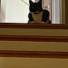 Woody is registered to the contest to win money with this photo: cat, black_and_white, tuxedo_cat, animal, pet, sitting, staircase, stairs, indoors, home, door, wood, railing, portrait, front_facing, alert, eyes, ears, fur, domestic_animal