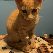 Tigger joined the competition — help win amazing prizes! animal, blanket, cat, cozy, curious, cute, domestic_cat, ears, feline, fur, home, indoor, kitten, orange_cat, pet, portrait, sitting, tail, whiskers, young