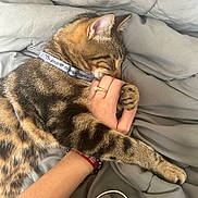 Tigrou participe au concours pour gagner de l'argent avec cette photo : tabby_cat, sleeping_cat, pet, hand, human_hand, bed, blanket, collar, fur, paw, resting, domestic_cat, comfort, closeup, indoor, relaxation, animal, cute, friendship, nap