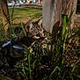 Tigrou participe au concours pour gagner de l'argent avec cette photo : cat, tabby, grass, night, outdoor, animal, pet, curious, feline, nature, leaves, wood, harness, exploration, closeup, mammal, whiskers, ears, shadow, ground