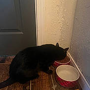 Raven joined the competition — help win amazing prizes! animal, black_cat, cat, corner, domestic_cat, door, empty_bowl, feeding, feline, floor, flooring, food_bowl, home, indoor, pencil, pet, quiet, wall_texture, water_bowl, wooden_floor