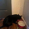 animal, black_cat, cat, corner, domestic_cat, door, empty_bowl, feeding, feline, floor, flooring, food_bowl, home, indoor, pencil, pet, quiet, wall_texture, water_bowl, wooden_floor