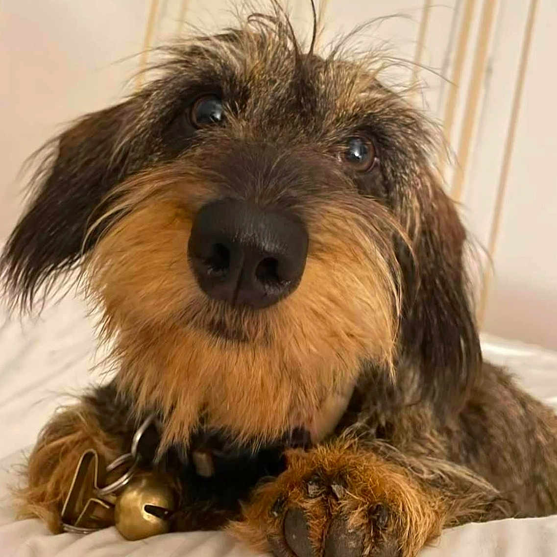 Rasta participe au concours pour gagner de l'argent avec cette photo : animal, bed, bell, black, brown, close_up, collar, curious, cute, dog, expression, fur, indoor, nose, paw, pet, portrait, resting, whiskers, wire_haired