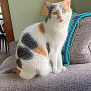 Izzy is registered to the contest to win money with this photo: cat, calico, green_eyes, sitting, couch, blanket, crocheted, lamp, indoor, furniture, pet, curious, fur, whiskers, domestic_animal, cozy, home, portrait, animal, relaxed