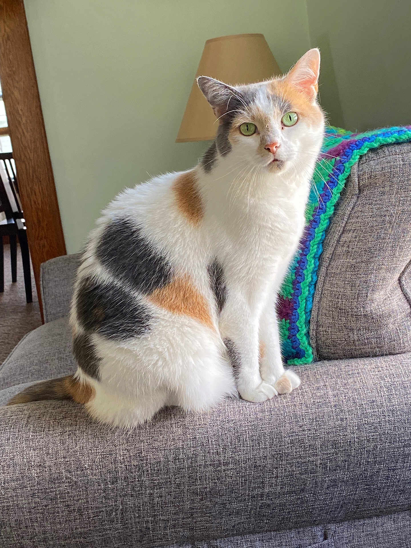 Izzy is registered to the contest to win money with this photo: cat, calico, green_eyes, sitting, couch, blanket, crocheted, lamp, indoor, furniture, pet, curious, fur, whiskers, domestic_animal, cozy, home, portrait, animal, relaxed