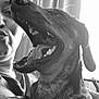 Ares a rejoint le concours — aidez-le/la à gagner de superbes lots ! black_and_white, dog, person, close_up, mouth_open, yawning, pet, indoor, curtains, hand, fur, nose, teeth, portrait, expression, animal, light, shadow, face, casual