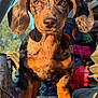 dog, puppy, dachshund, dappled_coat, brown, black, sunlight, outdoor, animal, pet, closeup, portrait, young_dog, ears, snout, paw, floor, vehicle_interior, shadow, texture