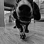 dog, indoor, floor, wooden_floor, furniture, table, clock, pet, animal, closeup, snout, paw, curious, walking, black_and_white, canine, domestic_animal, home, interior, room