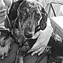 Ares a rejoint le concours — aidez-le/la à gagner de superbes lots ! person, dog, dachshund, cuddle, indoor, black_and_white, pet, hand, clothing, watch, ring, sofa, curtain, drying_rack, relaxed, closeup, portrait, paw, face, home
