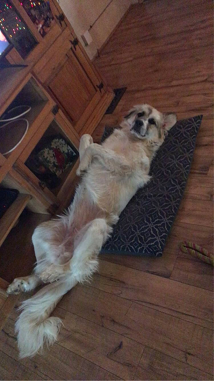 Freya joined the competition — help win amazing prizes! cabinetry, canidae, carnivore, chest_of_drawers, companion_dog, dog, dog_breed, drawer, fawn, floor, flooring, fur, hardwood, paw, snout, sporting_group, tail, wood, wood_flooring, wood_stain