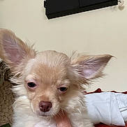 Rio a rejoint le concours — aidez-le/la à gagner de superbes lots ! dog, chihuahua, puppy, pet, close_up, portrait, long_ears, fluffy, cream_colored, indoor, couch, hand, owner_hand, sleepy, nose, fur, whiskers, wall_decor, blanket, small_dog