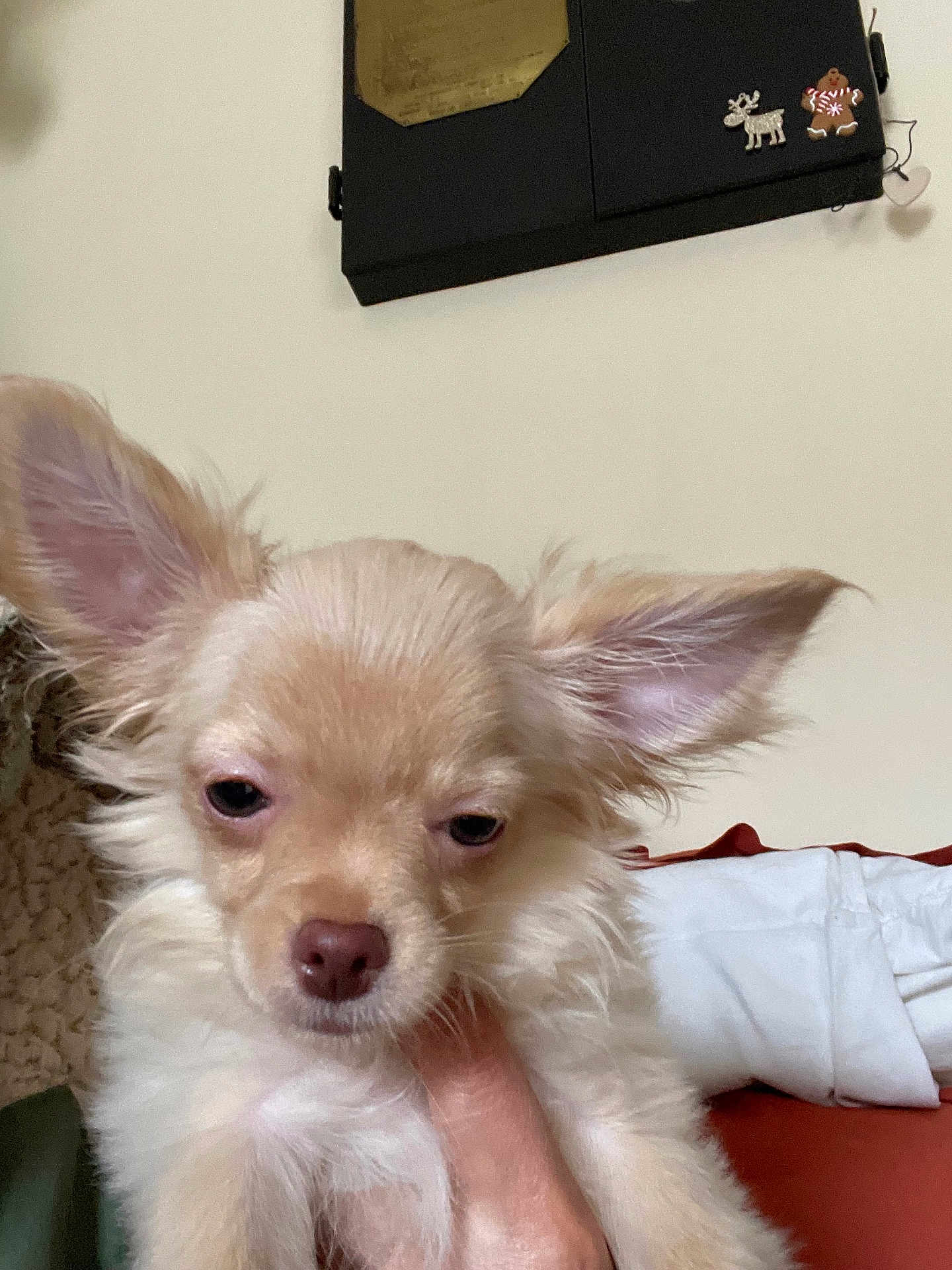 Rio a rejoint le concours — aidez-le/la à gagner de superbes lots ! dog, chihuahua, puppy, pet, close_up, portrait, long_ears, fluffy, cream_colored, indoor, couch, hand, owner_hand, sleepy, nose, fur, whiskers, wall_decor, blanket, small_dog