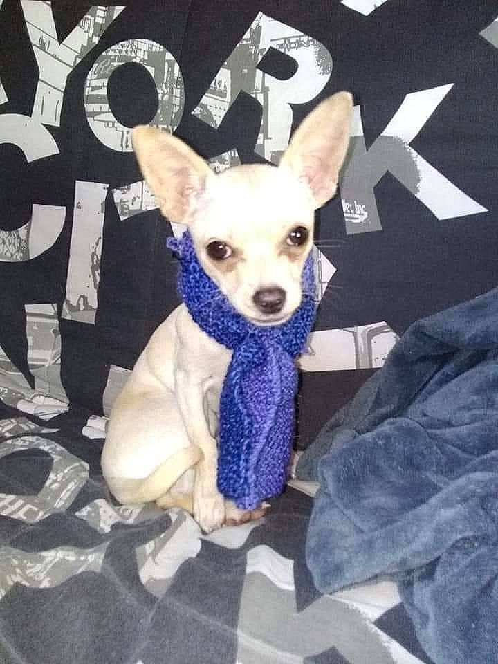 Chanel a rejoint le concours — aidez-le/la à gagner de superbes lots ! canidae, carnivore, chihuahua, comfort, companion_dog, corgi_chihuahua, dog, dog_breed, dog_supply, electric_blue, event, fawn, fur, mammal, pattern, purple, snout, sporting_group, toy_dog, whiskers