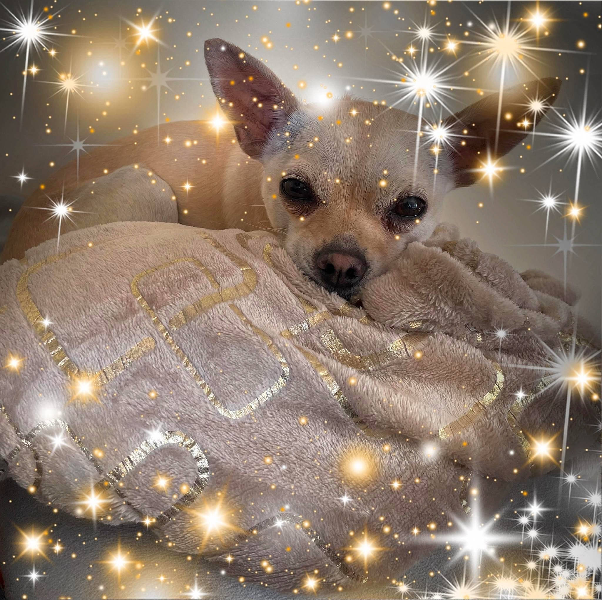 Chanel a rejoint le concours — aidez-le/la à gagner de superbes lots ! carnivore, christmas, christmas_decoration, christmas_ornament, companion_dog, darkness, dog, dog_breed, event, fawn, fur, holiday, light, midnight, pattern, snout, space, toy_dog, whiskers, winter