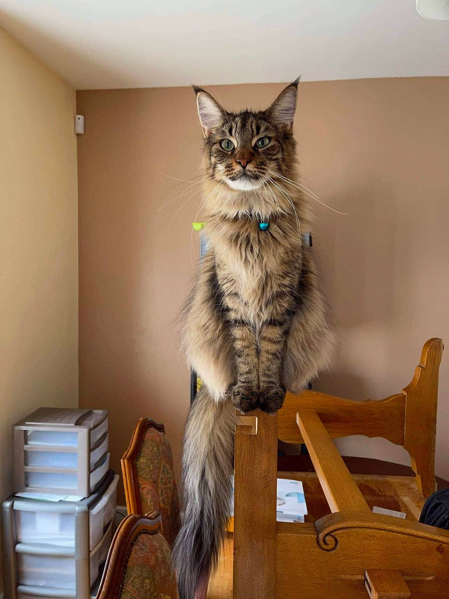 Proxima a rejoint le concours — aidez-le/la à gagner de superbes lots ! bookcase, carnivore, cat, chair, comfort, domestic_short_haired_cat, drawer, felidae, flooring, fur, furniture, hardwood, living_room, room, shelf, shelving, small_to_medium_sized_cats, tail, whiskers, wood