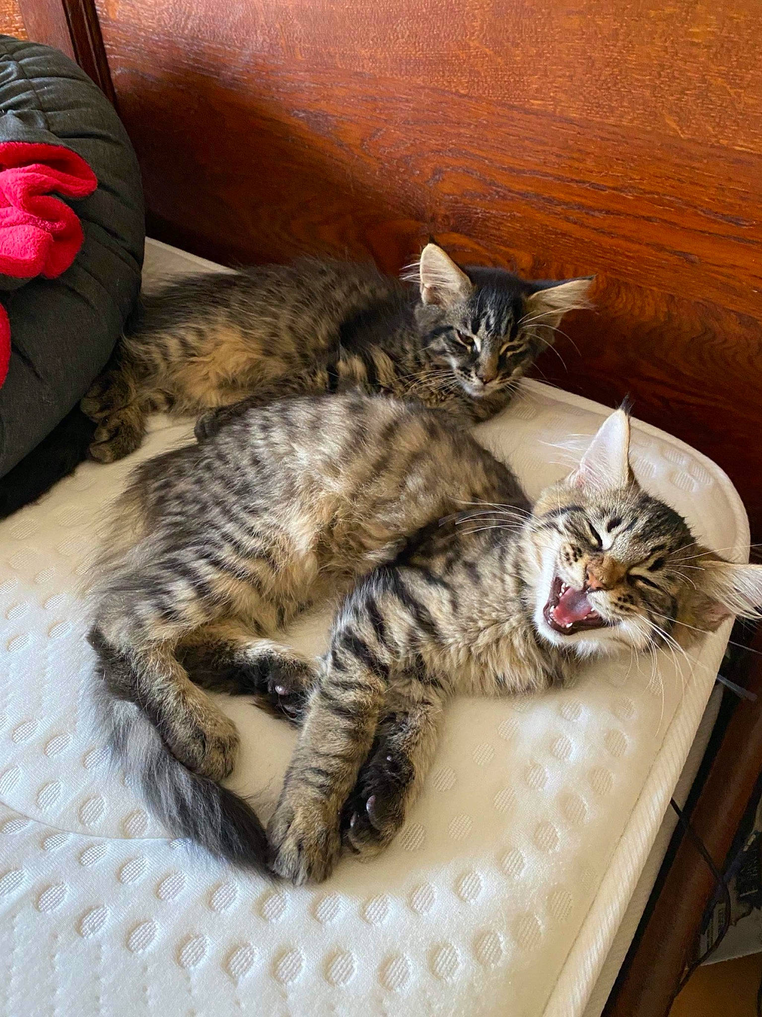 Proxima participe au concours pour gagner de l'argent avec cette photo : bed, carmine, carnivore, cat, cat_bed, claw, comfort, couch, domestic_short_haired_cat, felidae, fur, mammal, nap, paw, sleep, small_to_medium_sized_cats, snout, tail, vertebrate, whiskers