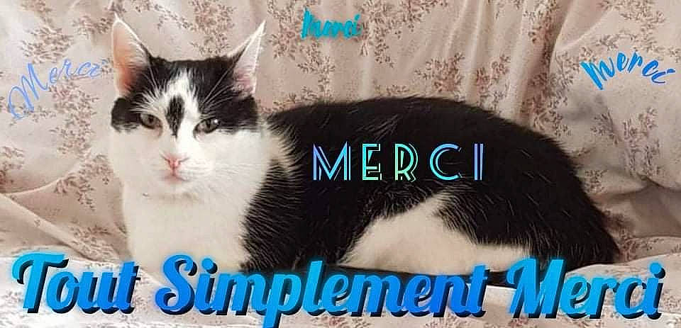 Guimauve. Madascota Rpa.