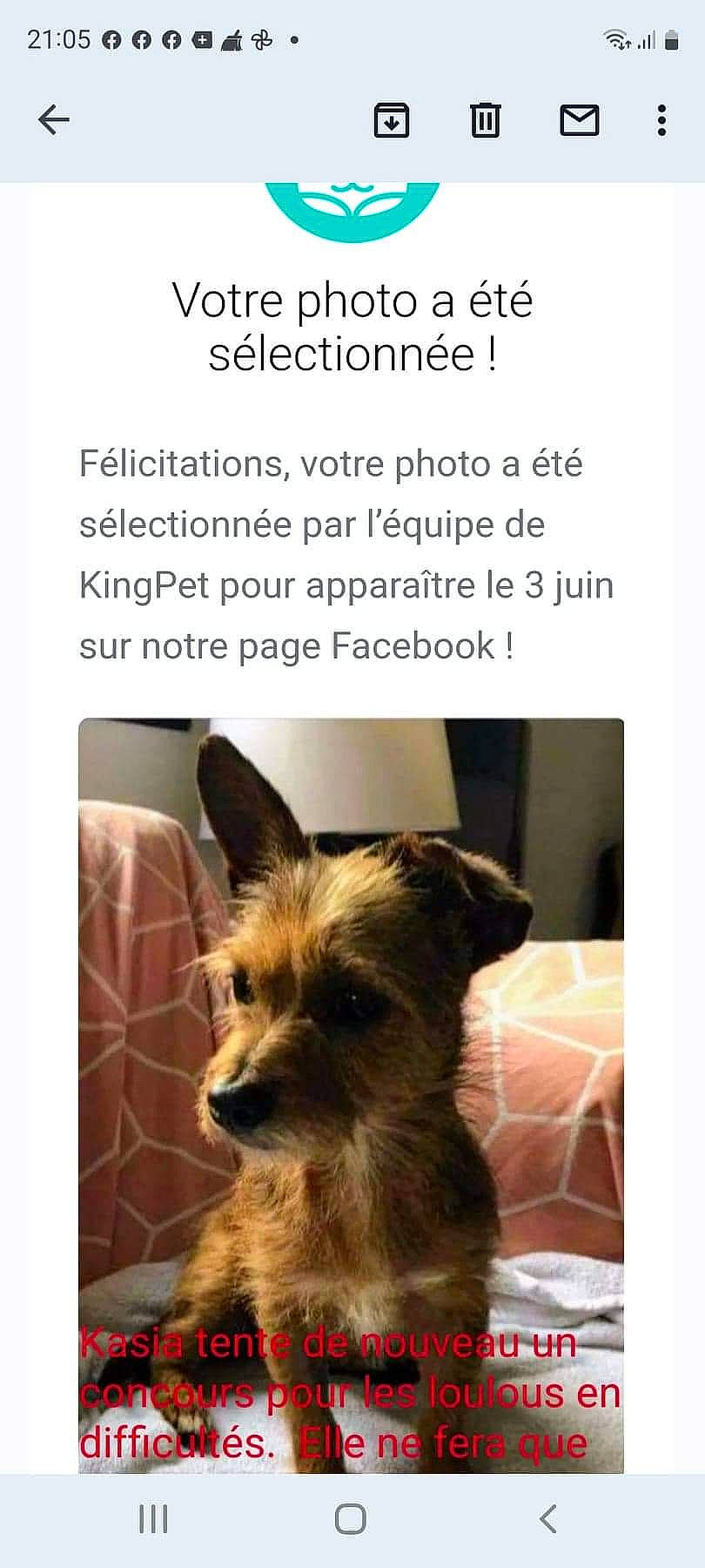 Kasia participe au concours pour gagner de l'argent avec cette photo : canidae, carnivore, companion_dog, dog, dog_breed, dog_supply, fawn, font, fur, liver, pet_supply, photo_caption, small_terrier, sporting_group, terrestrial_animal, terrier, toy_dog, working_animal