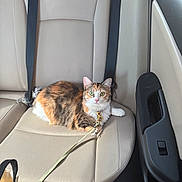 Poppy joined the competition — help win amazing prizes! animal, beige, calico, car_interior, car_seat, cat, companion, curious, door_panel, feline, indoor, leash, leisure, pet, resting, seat, seatbelt, travel, wide_eyes, window_control