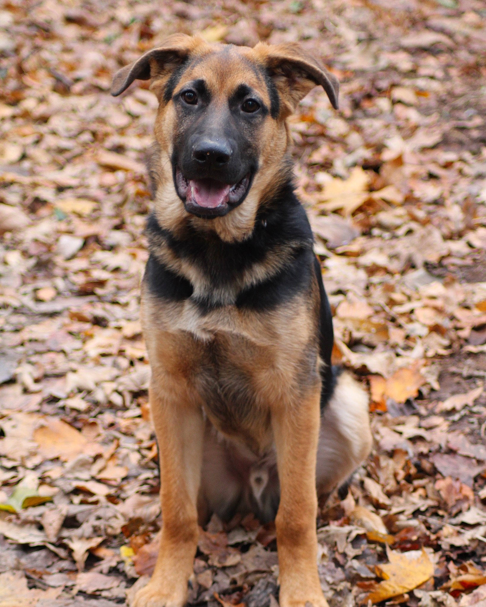 Colt participe au concours pour gagner de l'argent avec cette photo : canidae, carnivore, dog, dog_breed, east_european_shepherd, fawn, german_shepherd_dog, mammal, rare_breed_dog, snout, vertebrate, working_dog