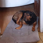 Kamron participe au concours pour gagner de l'argent avec cette photo : dog, pet, indoor, cushion, floor, wooden_floor, relaxed, brown_dog, black_and_brown, home, furniture, resting, canine, domestic_animal, quiet, laying_down, animal_bed, cozy, calm, companion
