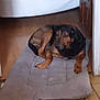 dog, pet, indoor, cushion, floor, wooden_floor, relaxed, brown_dog, black_and_brown, home, furniture, resting, canine, domestic_animal, quiet, laying_down, animal_bed, cozy, calm, companion