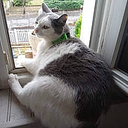 Mikey a rejoint le concours — aidez-le/la à gagner de superbes lots ! cat, windowsill, gray, white, green_collar, pet, indoor, window, fence, garden, tree, relaxed, curious, animal, fur, looking, daylight, home, domestic, closeup