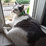 cat, windowsill, gray, white, green_collar, pet, indoor, window, fence, garden, tree, relaxed, curious, animal, fur, looking, daylight, home, domestic, closeup