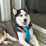 Apex joined the competition — help win amazing prizes! husky, dog, pet, blue_eyes, portrait, smiling, tongue_out, collar, dog_tag, blue_tie, fur, paw, sitting, indoors, glass_door, carpet, closeup, canine, happy, domestic_animal