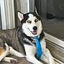 husky, dog, pet, blue_eyes, portrait, smiling, tongue_out, collar, dog_tag, blue_tie, fur, paw, sitting, indoors, glass_door, carpet, closeup, canine, happy, domestic_animal
