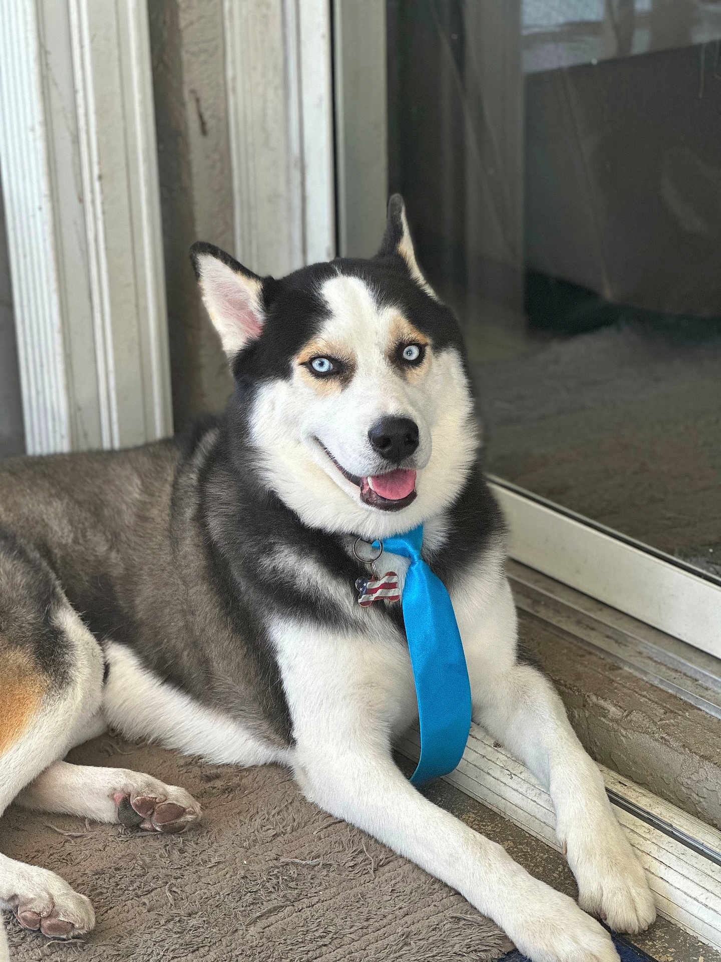 Apex joined the competition — help win amazing prizes! husky, dog, pet, blue_eyes, portrait, smiling, tongue_out, collar, dog_tag, blue_tie, fur, paw, sitting, indoors, glass_door, carpet, closeup, canine, happy, domestic_animal