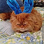 cat, orange_cat, fluffy, bunny_ears, blue_ears, bed, blanket, floral_pattern, striped_pattern, indoor, pet, feline, animal, resting, cute, costume, ears, comfort, fur, relaxed