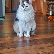 Patches joined the competition — help win amazing prizes! animal, cabinet, calm, cat, cute, domestic, ears, fluffy, fur, furniture, household, indoor, kitchen, paws, pet, portrait, sitting, whiskers, wooden_floor, yellow_eyes