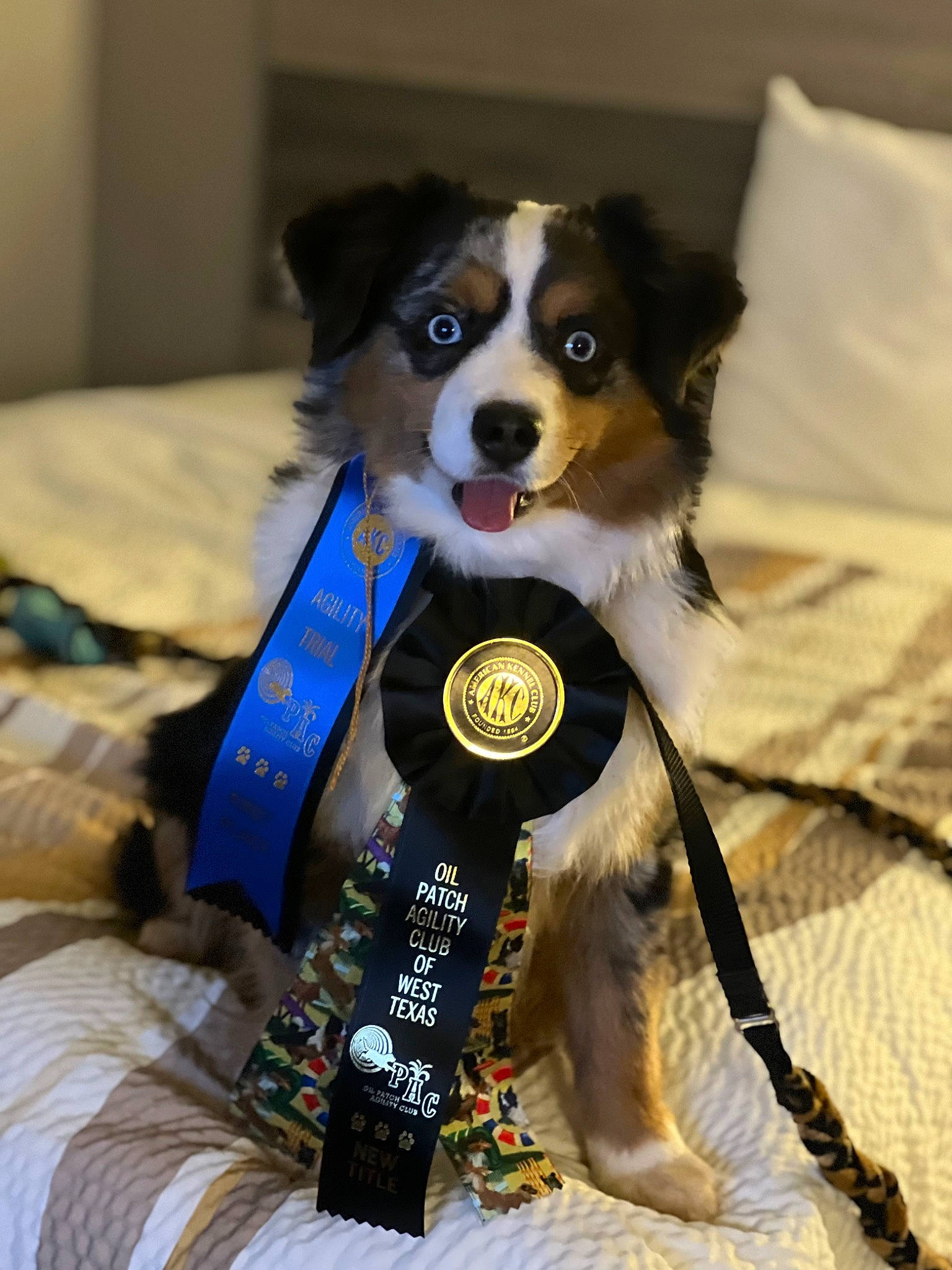 Sidekick is registered to the contest to win money with this photo: canidae, carnivore, collar, companion_dog, dog, dog_breed, dog_clothes, dog_collar, dog_supply, event, formal_wear, fur, russkiy_toy, snout, sporting_group, sports_equipment, terrier, toy, toy_dog, working_animal