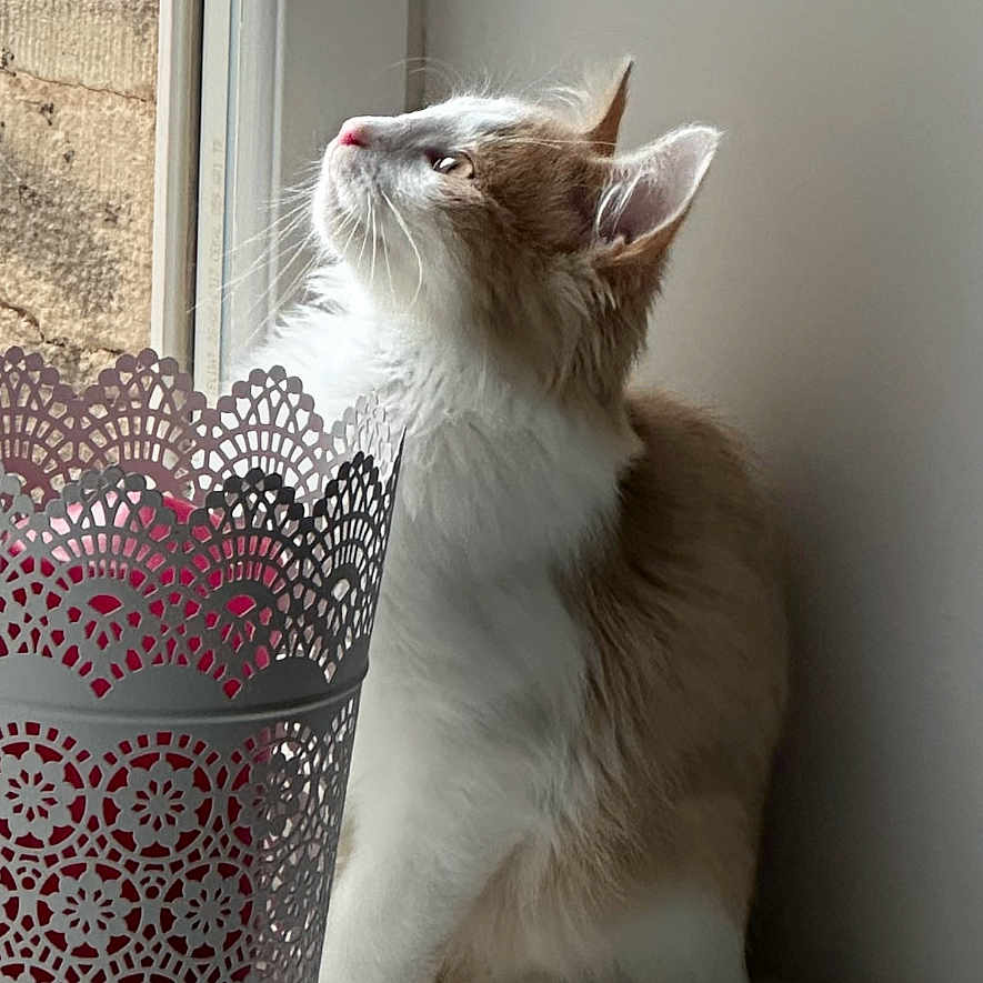 Rabib a rejoint le concours — aidez-le/la à gagner de superbes lots ! abyssinian, advertisement, angora, animal, book, cat, cup, envelope, greetingcard, kitten, magazine, mail, manx, page, paper, pet, poster, publication, siamese, text