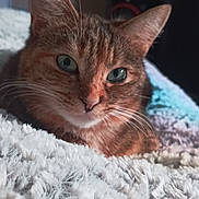 Mimi participe au concours pour gagner de l'argent avec cette photo : abyssinian, animal, blanket, cat, hardwood, homedecor, kitten, linen, manx, pet, quilt, siamese, towel, wood