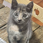 Vénus participe au concours pour gagner de l'argent avec cette photo : animal, cat, closeup, curious_eyes, cute, domestic_cat, ears, face, focus, fur, gray_cat, heart_cutout, indoor, kitten, pet, sitting, whiskers, wooden_chair, wooden_table, young_cat