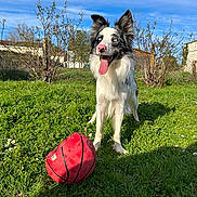 Vayko participe au concours pour gagner de l'argent avec cette photo : animal, basketball, blue_sky, bushes, canine, daytime, dog, ears, fence, grass, greenery, happy, house, mammal, nature, outdoor, pet, playful, sunlight, tongue
