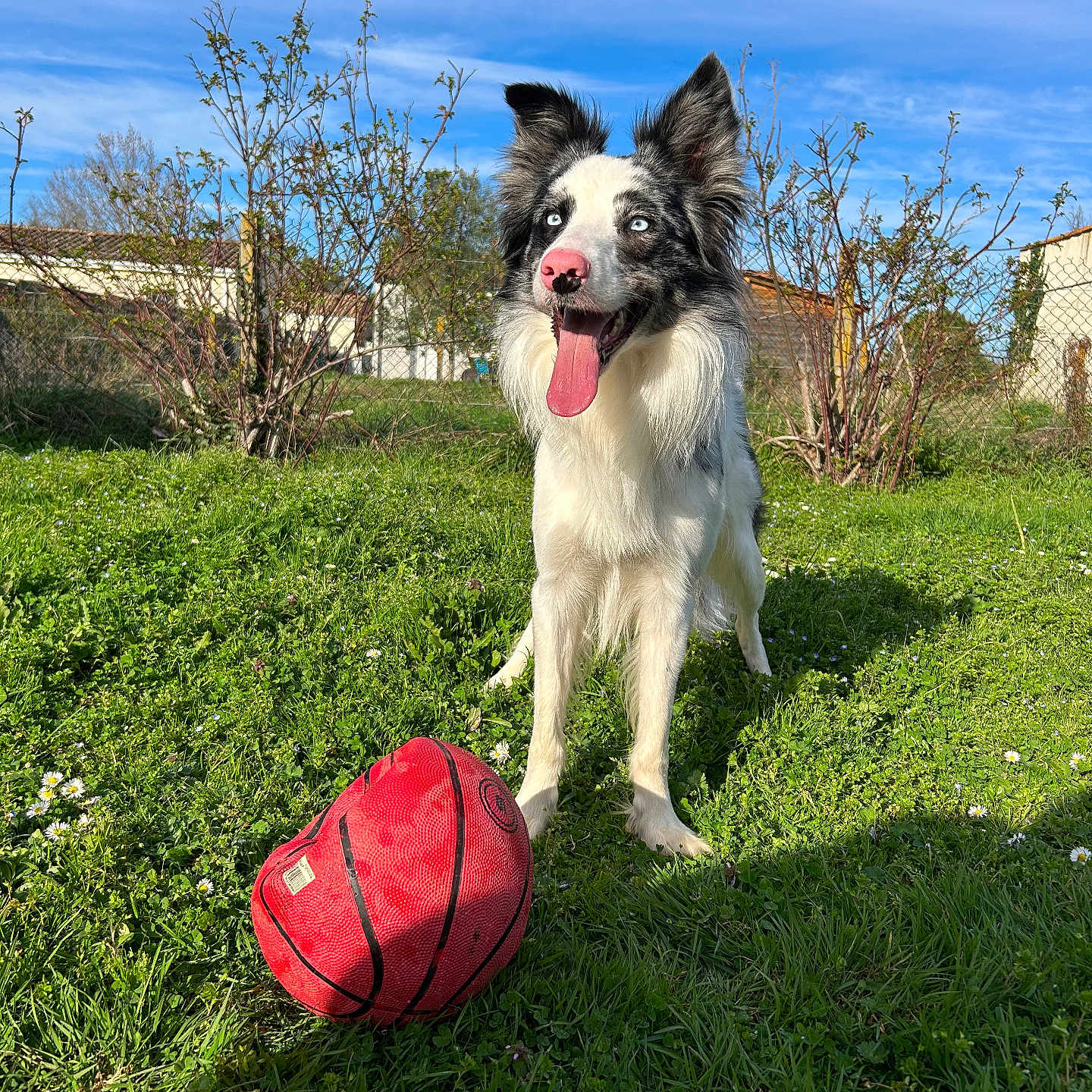 Vayko participe au concours pour gagner de l'argent avec cette photo : animal, basketball, blue_sky, bushes, canine, daytime, dog, ears, fence, grass, greenery, happy, house, mammal, nature, outdoor, pet, playful, sunlight, tongue
