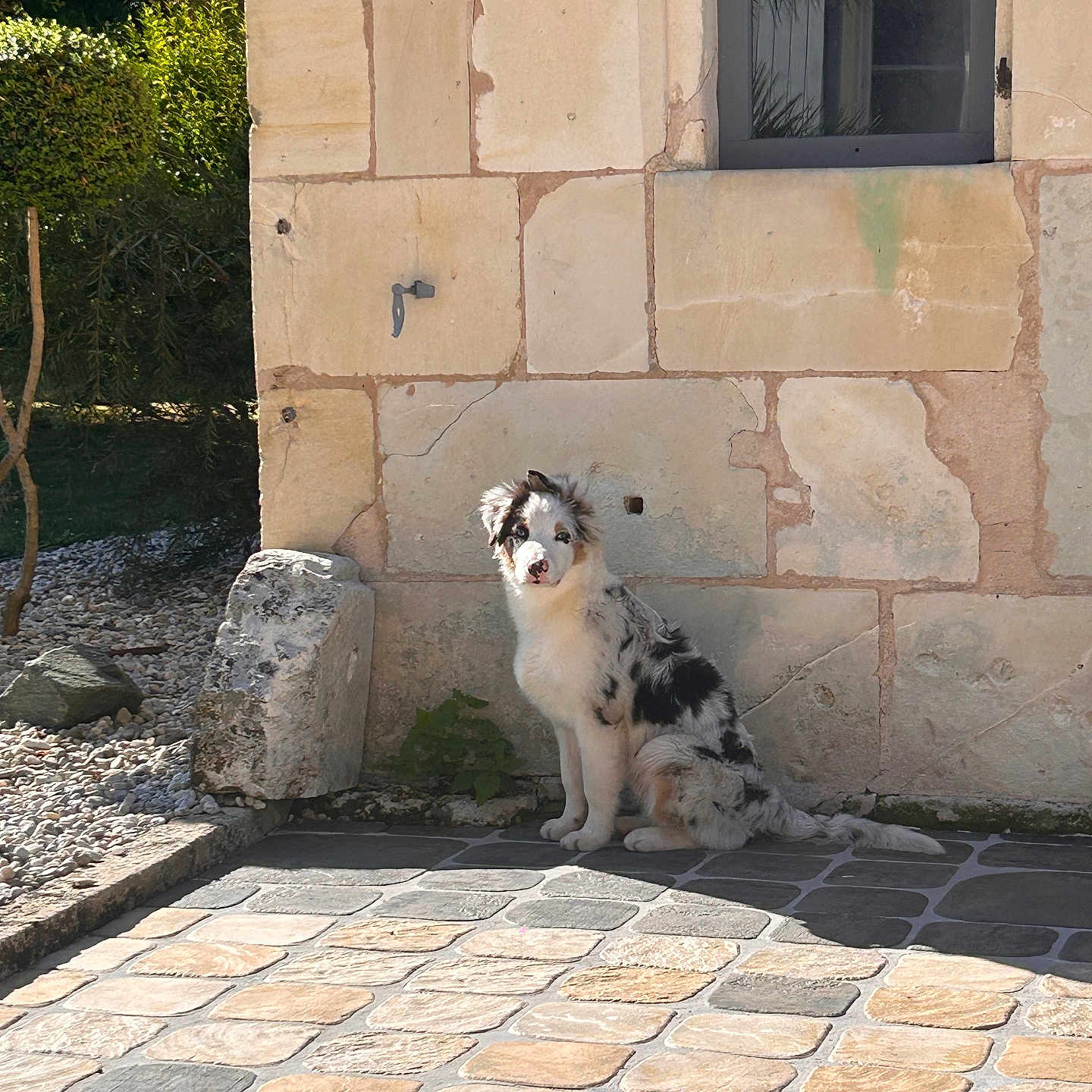 Vendôme participe au concours pour gagner de l'argent avec cette photo : animal, architecture, building, canine, cobblestone, collie, dog, eskimodog, flagstone, house, housing, path, patio, pet, road, sidewalk, slate, walkway, wall, window