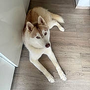 Apollon a rejoint le concours — aidez-le/la à gagner de superbes lots ! animal, calm, canine, companion, curious, dog, domestic, ears, floor, fur, house, husky, indoor, looking_up, paws, pet, resting, tail, white_cabinet, wooden_floor