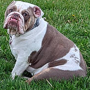 Casey joined the competition — help win amazing prizes! bulldog, dog, pet, animal, grass, outdoor, sitting, brown, white, collar, canine, mammal, tongue, ears, face, portrait, nature, cute, expression, fur