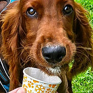 Niall is registered to the contest to win money with this photo: animal, brown_dog, canine, closeup, cup, daylight, dog, ears, fur, grass, hand, happy, nature, outdoor, pet, playful, snout, summer, treat, whiskers
